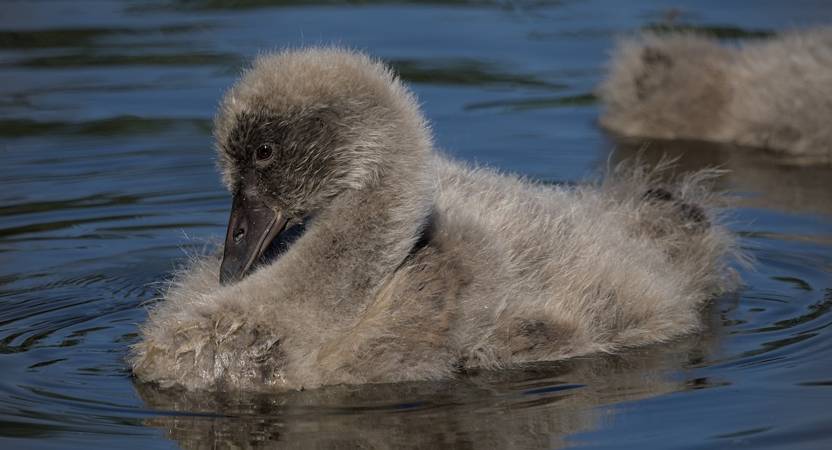 Cigno nero - ML644450086