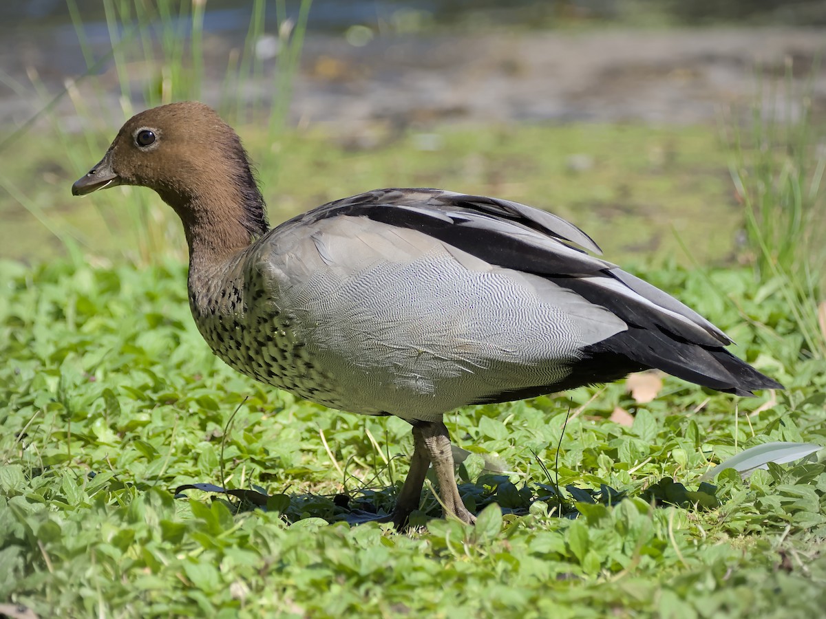 Oca arborea australiana - ML644450087