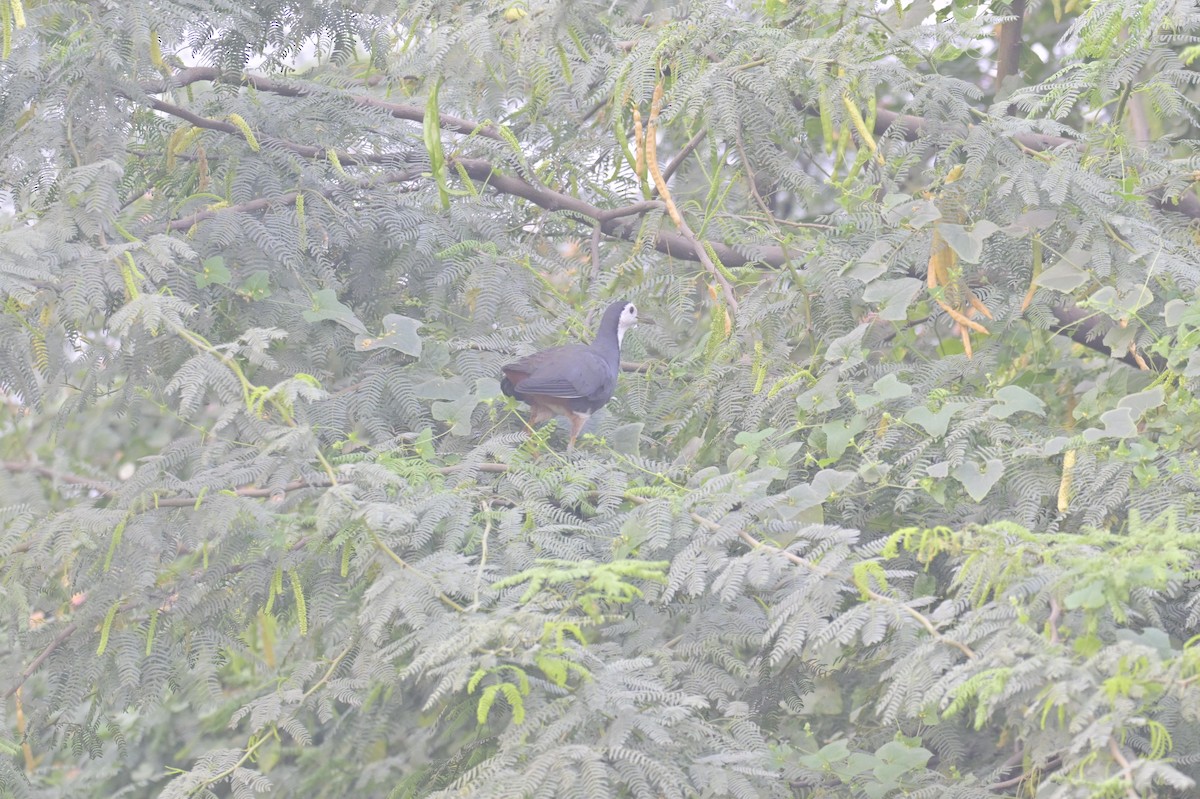 White-breasted Waterhen - ML644450088