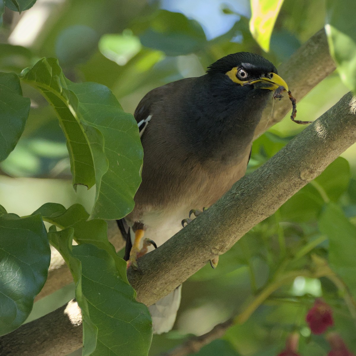 Maina comune - ML644450089