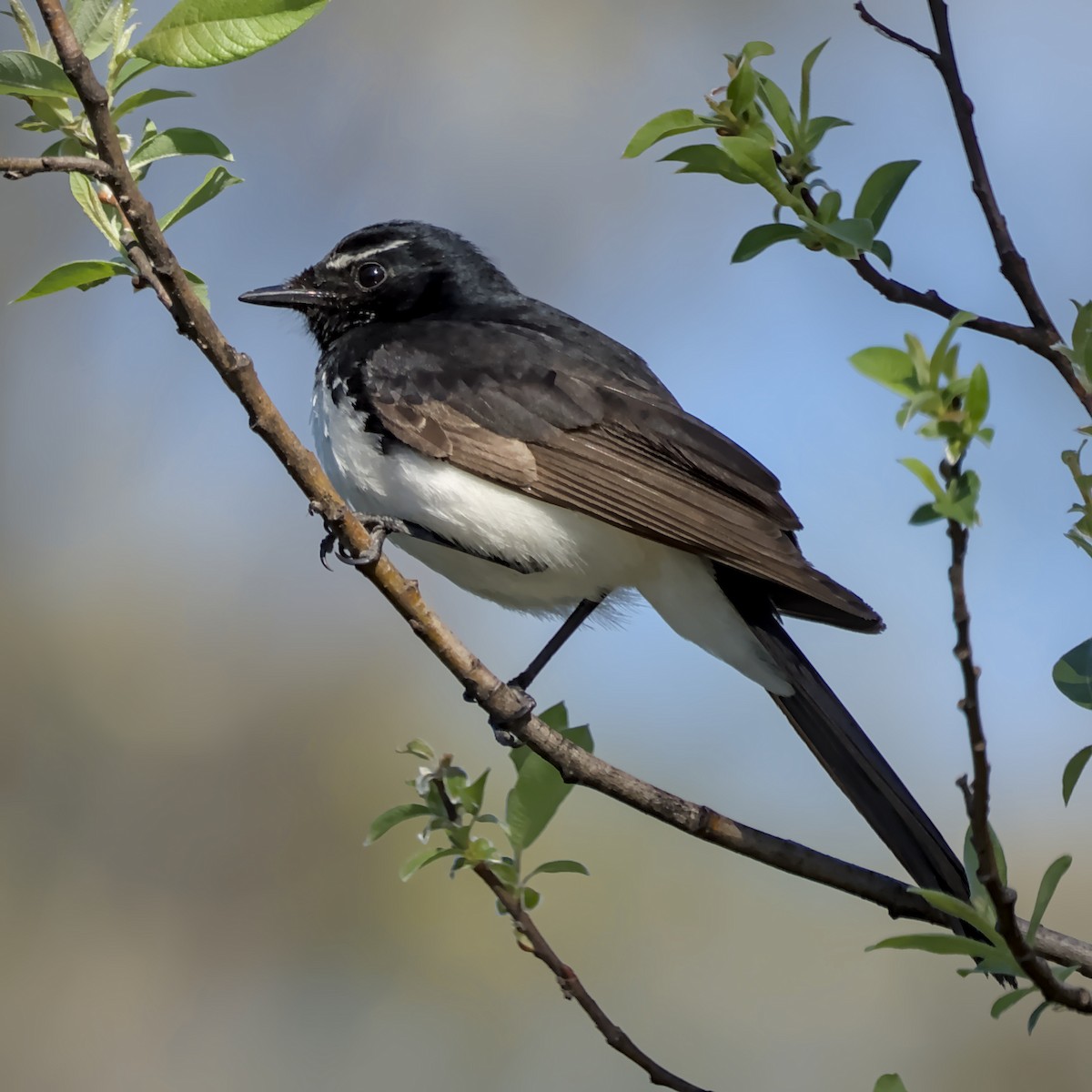 Willie-wagtail - ML644450091