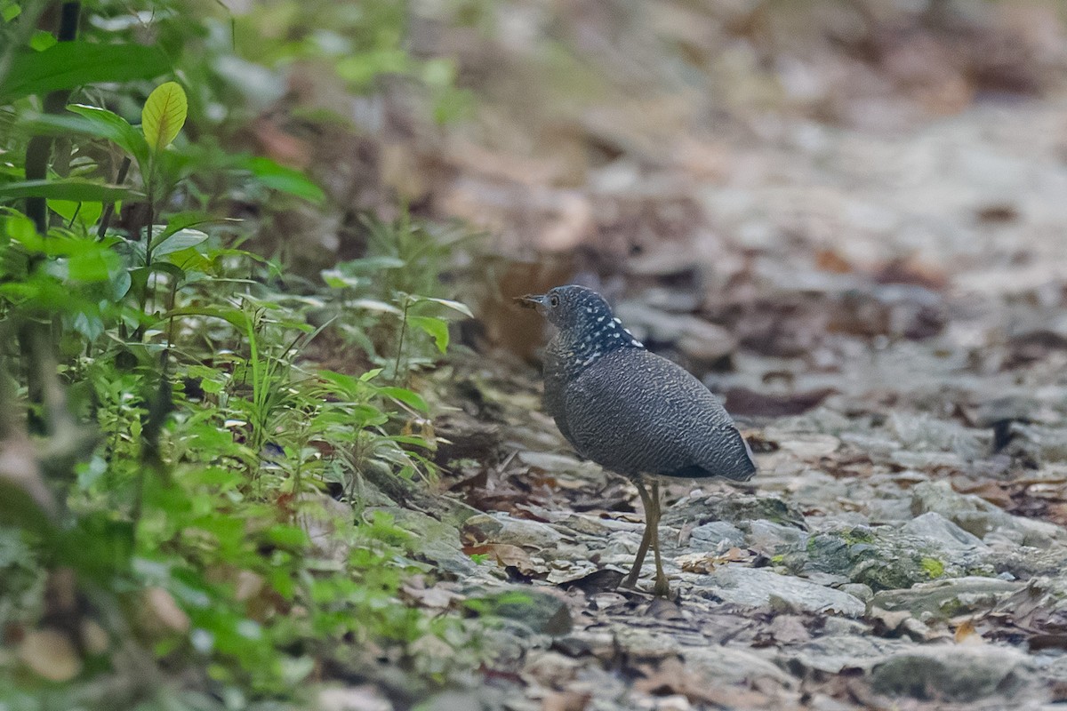 黑冠麻鷺 - ML644450100