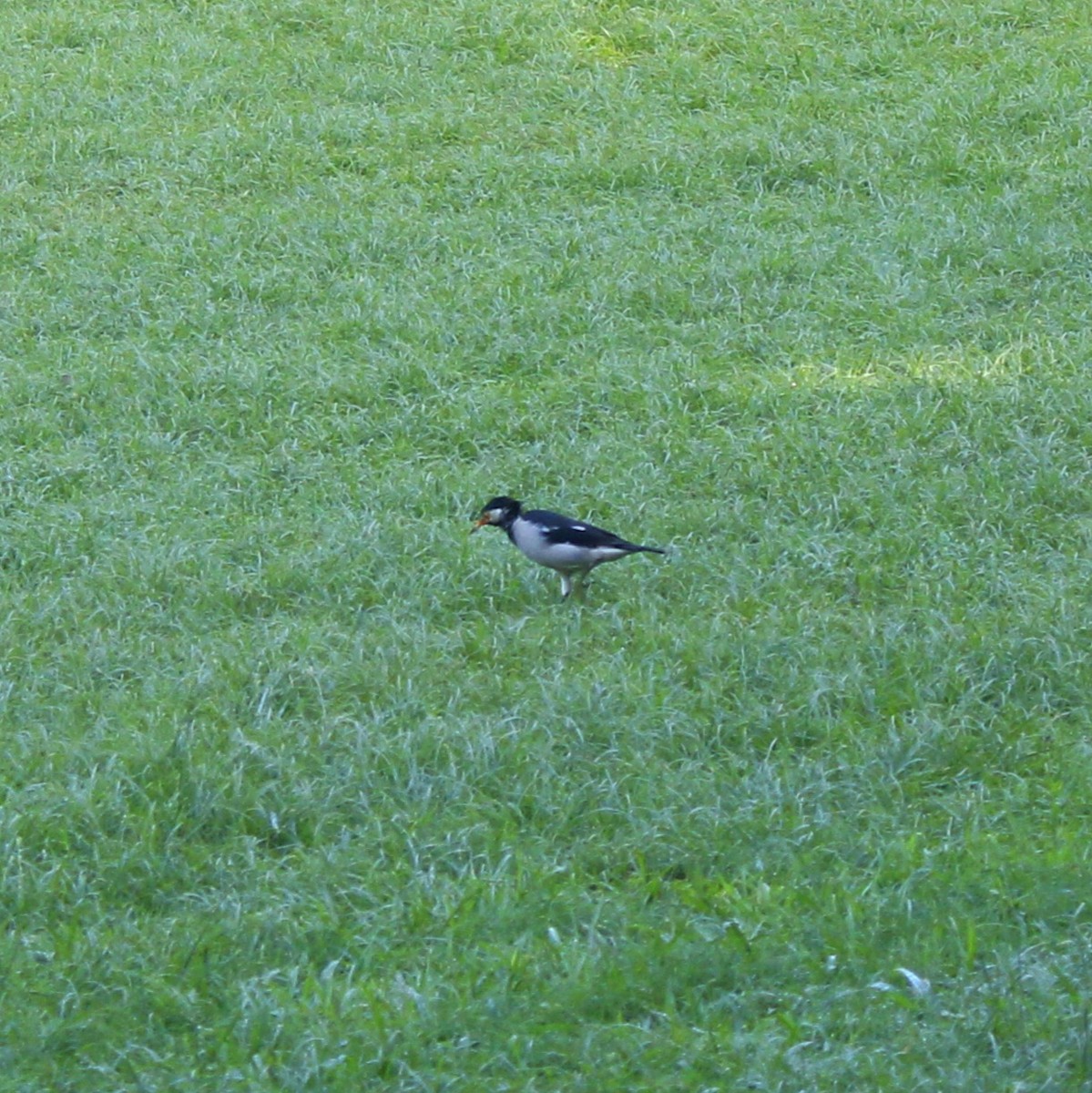 Indian Pied Starling - ML644450112