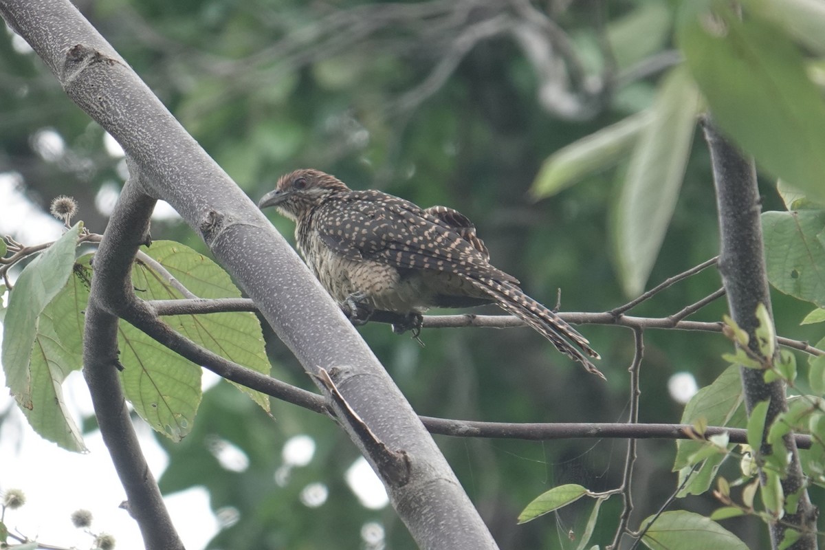 Asian Koel - ML644450113