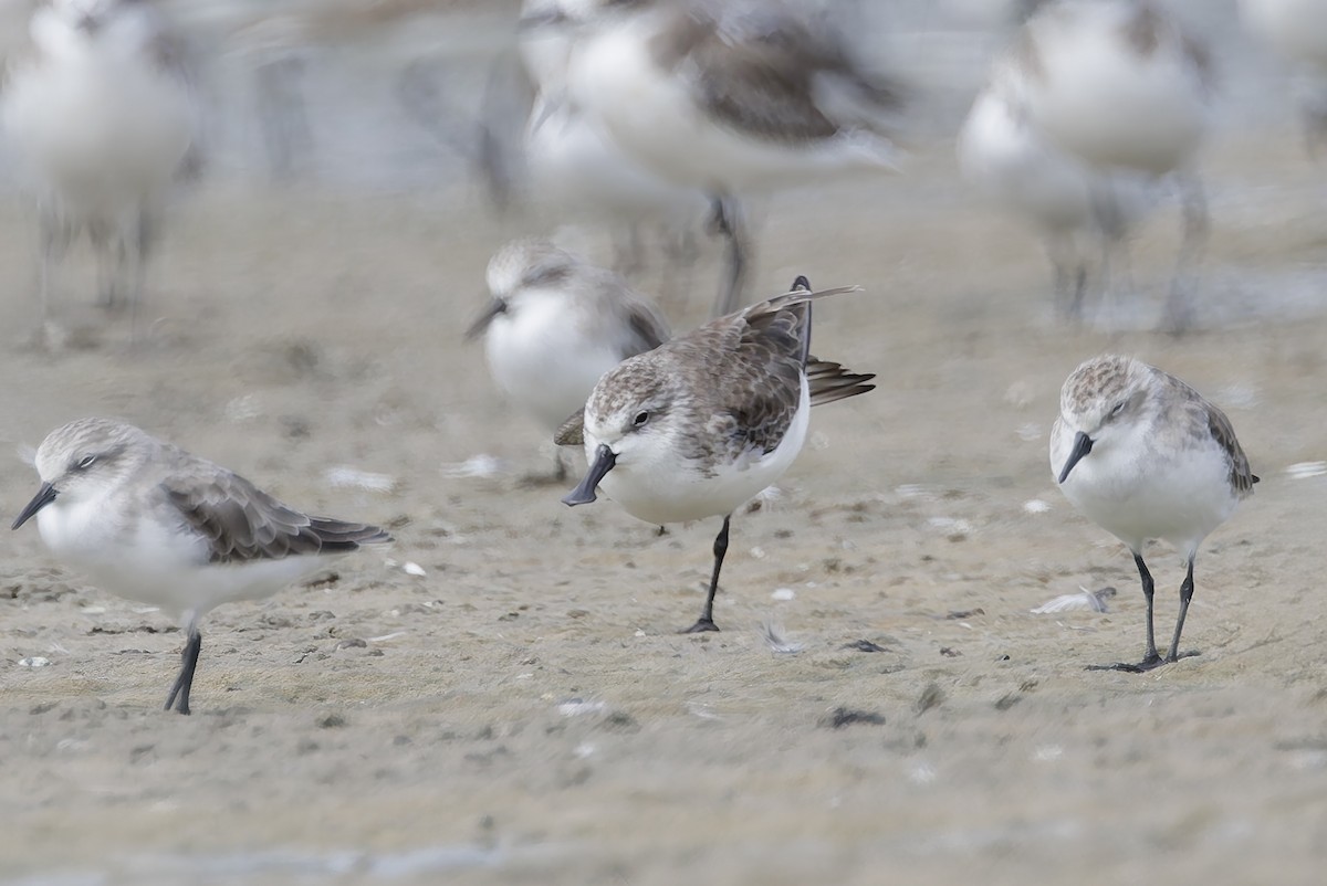 Spoon-billed Sandpiper - ML644450118