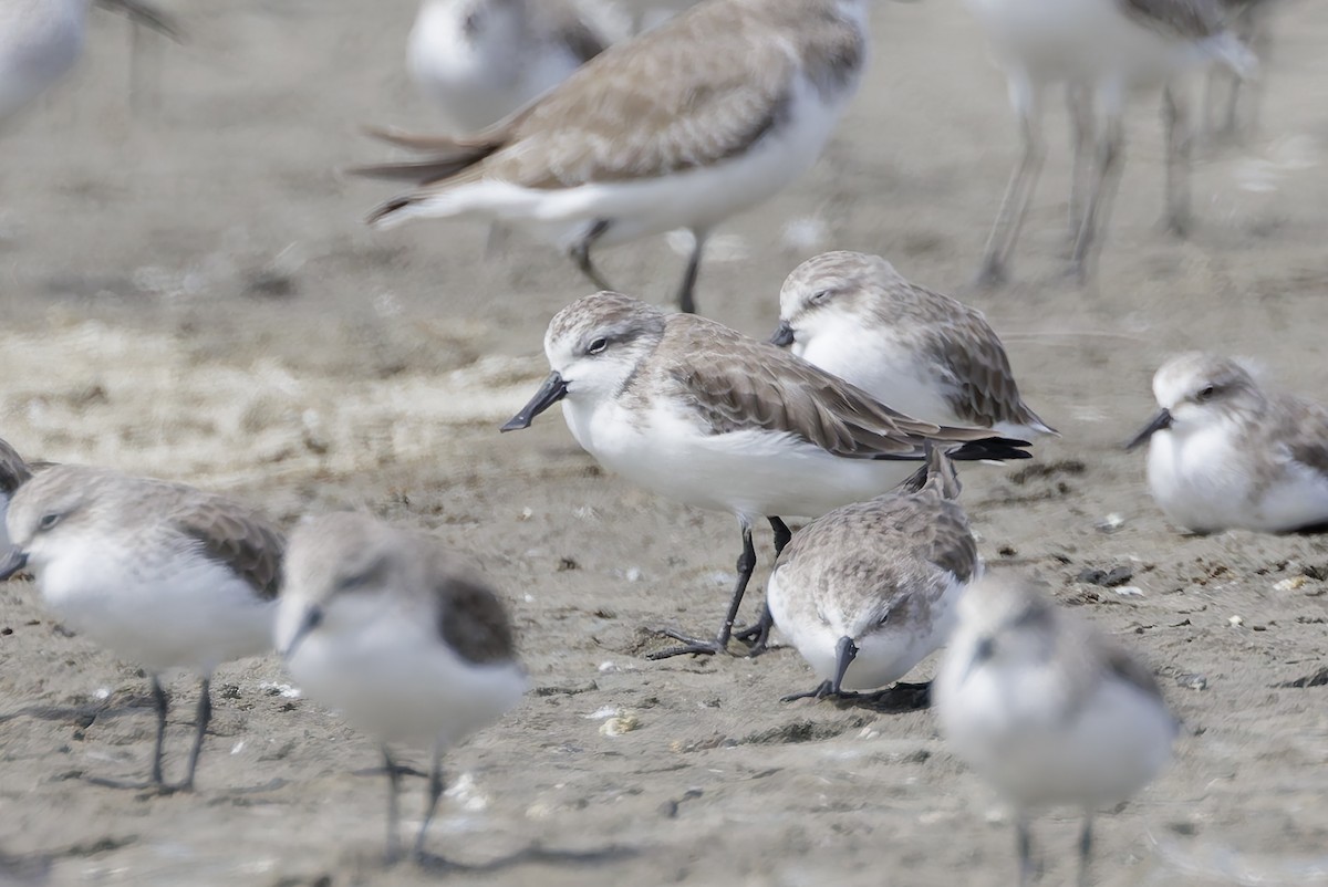Spoon-billed Sandpiper - ML644450119