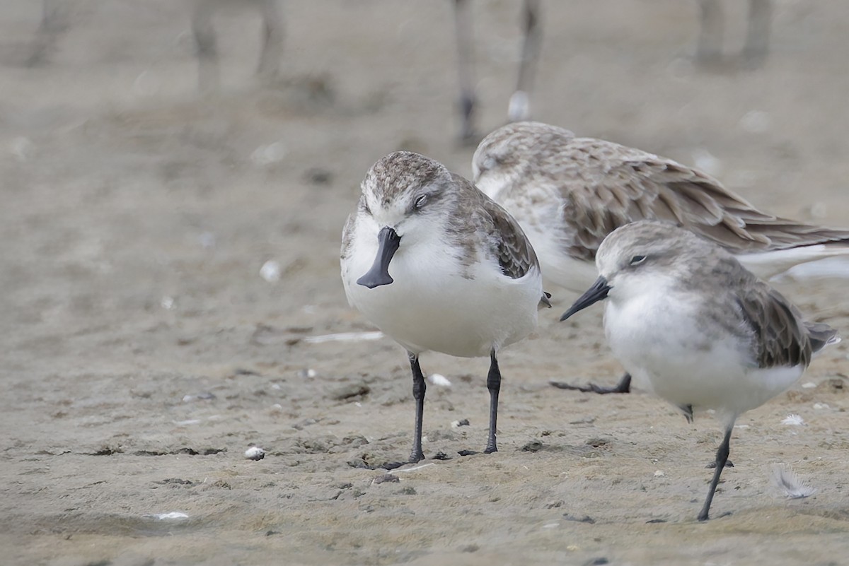 Spoon-billed Sandpiper - ML644450120