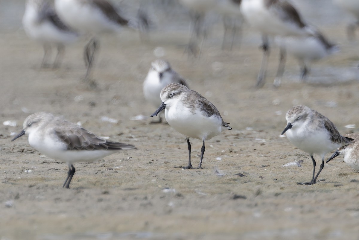 Spoon-billed Sandpiper - ML644450121