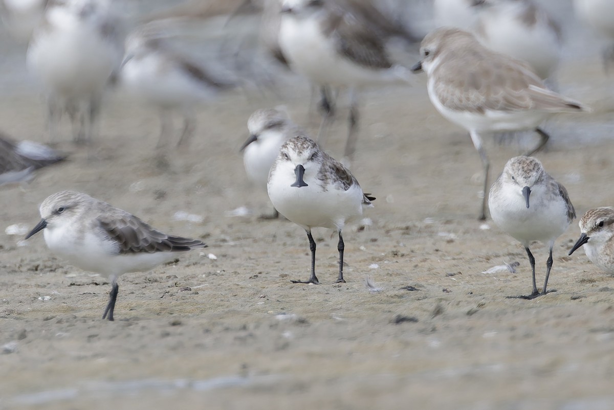 Spoon-billed Sandpiper - ML644450122