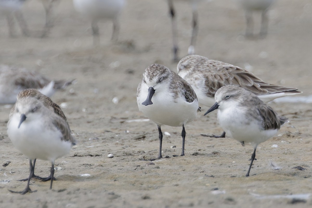 Spoon-billed Sandpiper - ML644450123