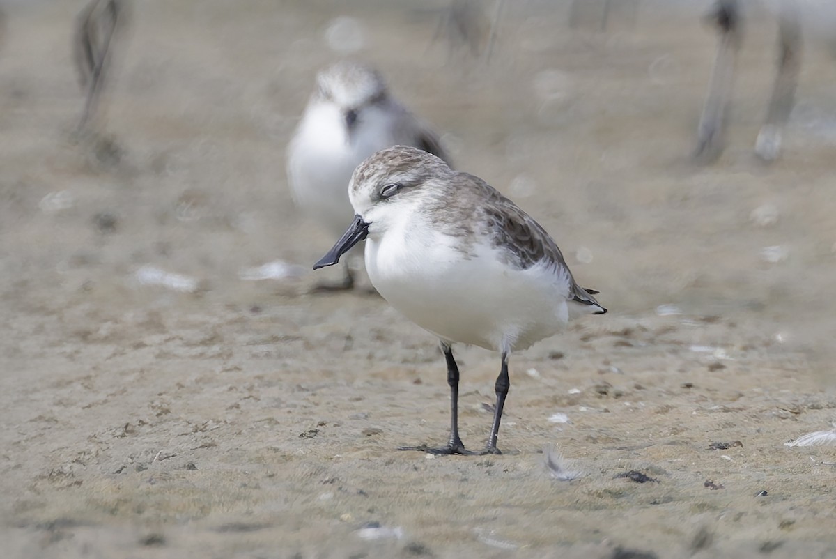 Spoon-billed Sandpiper - ML644450124