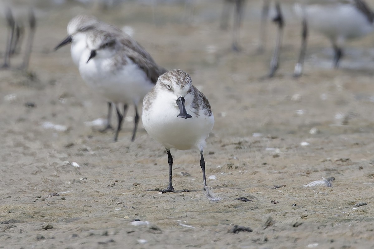 Spoon-billed Sandpiper - ML644450125