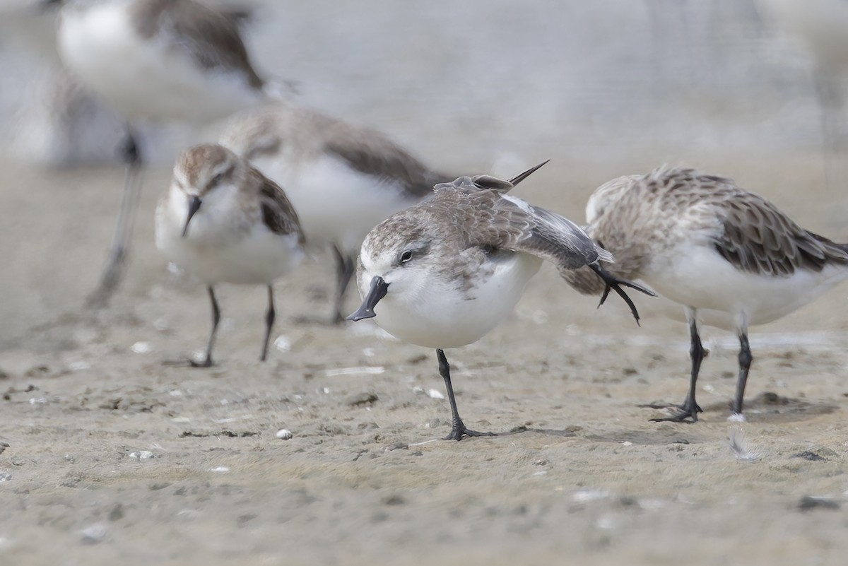 Spoon-billed Sandpiper - ML644450126