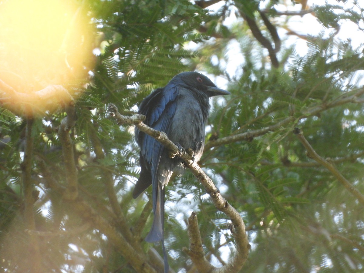 Ashy Drongo - ML644450131