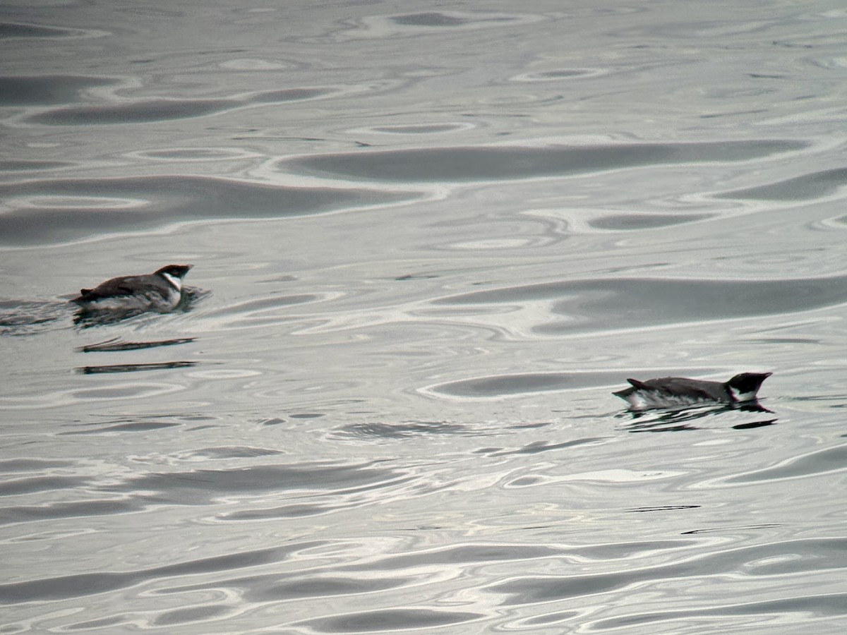 Ancient Murrelet - ML644450132