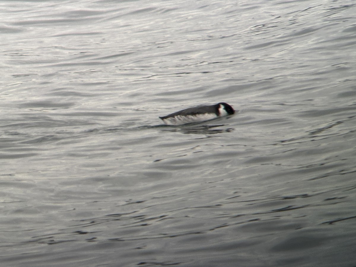 Ancient Murrelet - ML644450134