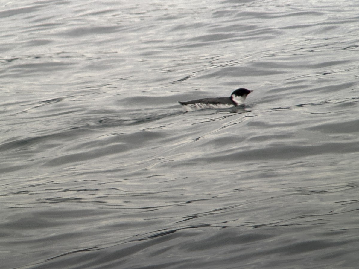 Ancient Murrelet - ML644450135