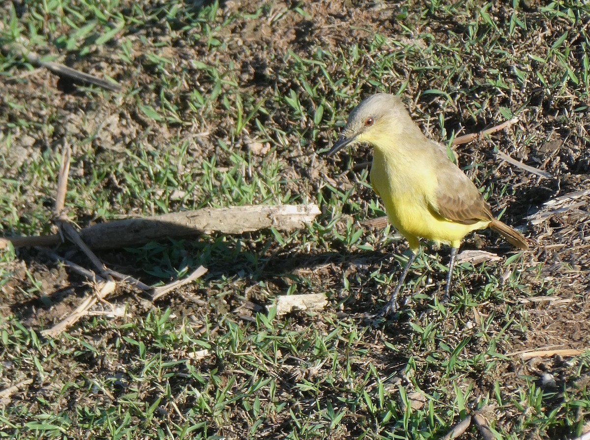 Cattle Tyrant - ML644450143