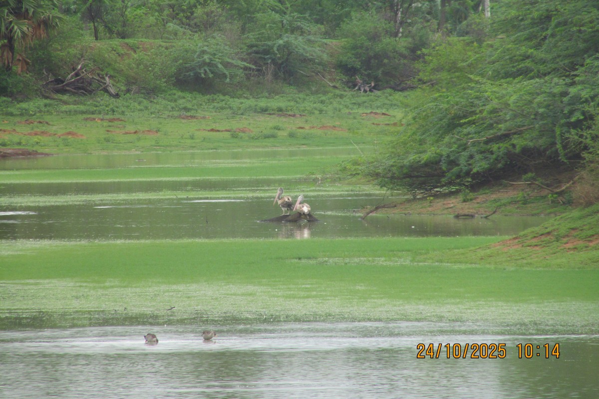 ホシバシペリカン - ML644450158