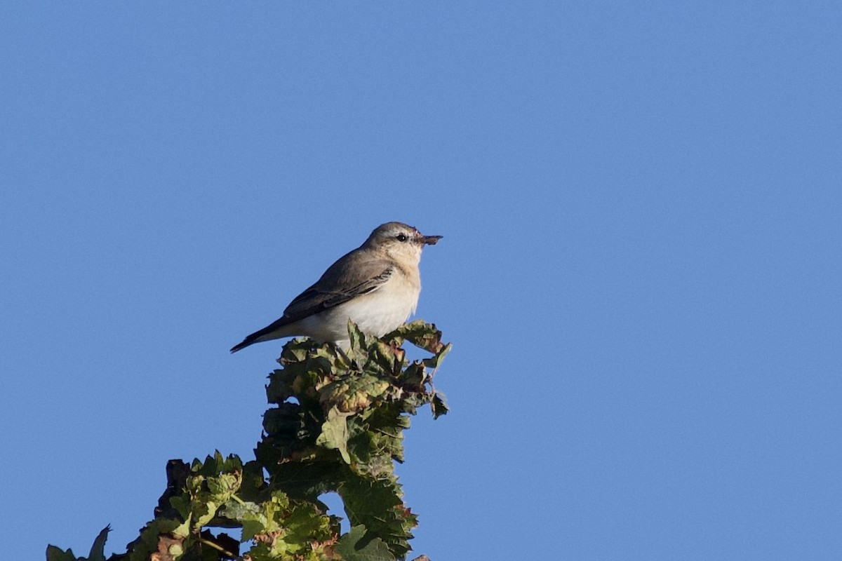Northern Wheatear - ML644450159