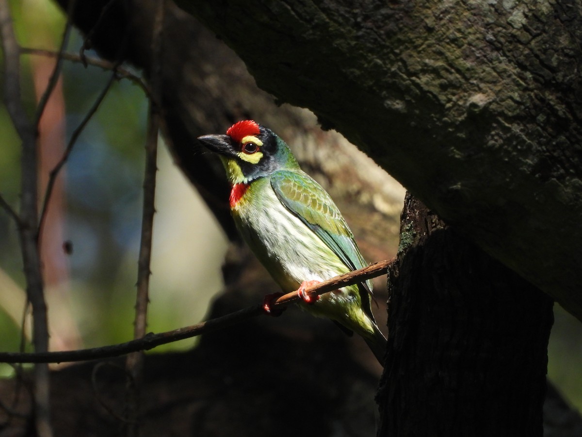 ムネアカゴシキドリ - ML644450160