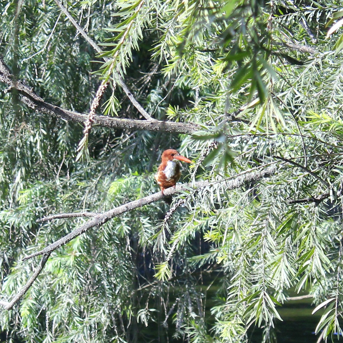 アオショウビン - ML644450163