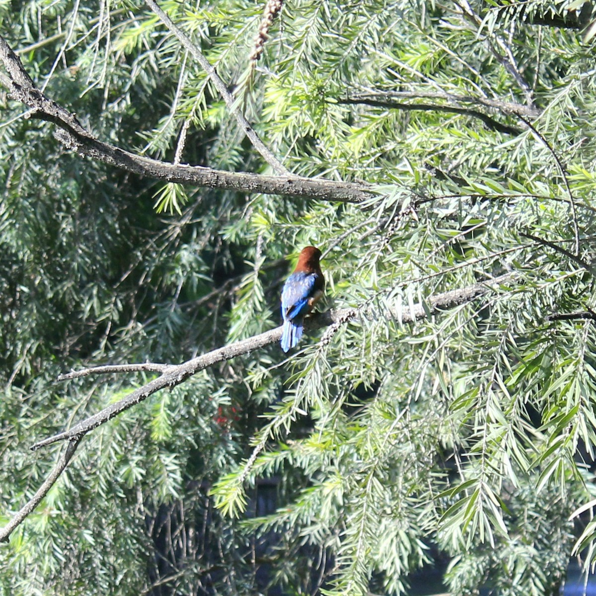 アオショウビン - ML644450164