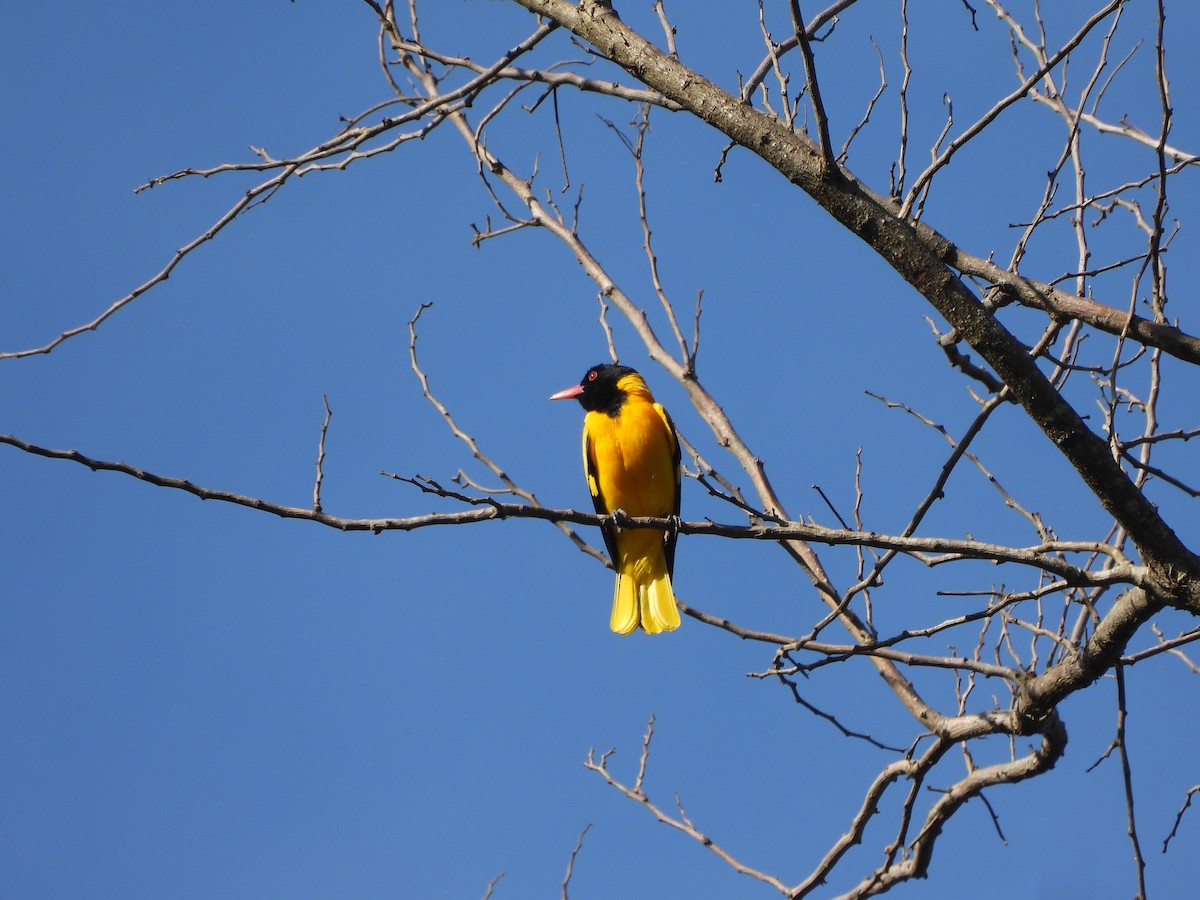 ズグロコウライウグイス - ML644450165