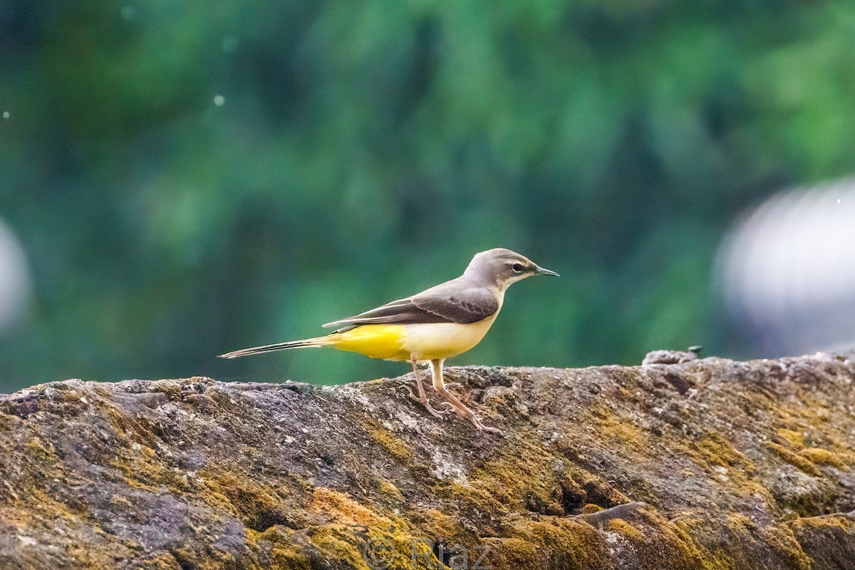 キセキレイ - ML644450166