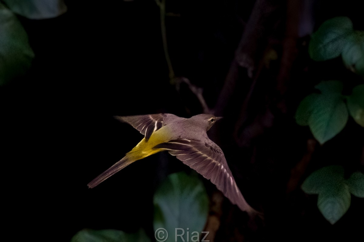 キセキレイ - ML644450168