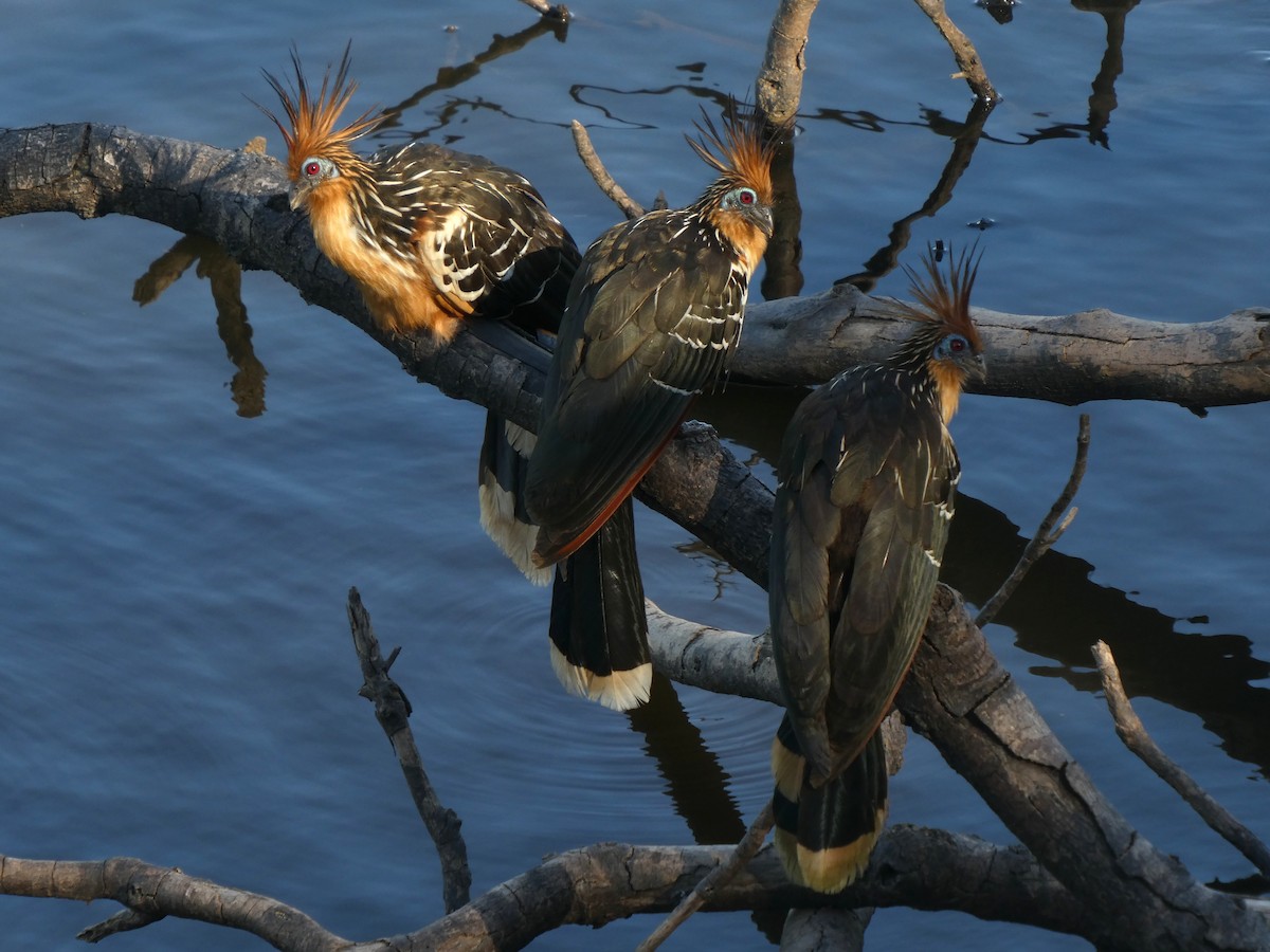 ツメバケイ - ML644450169