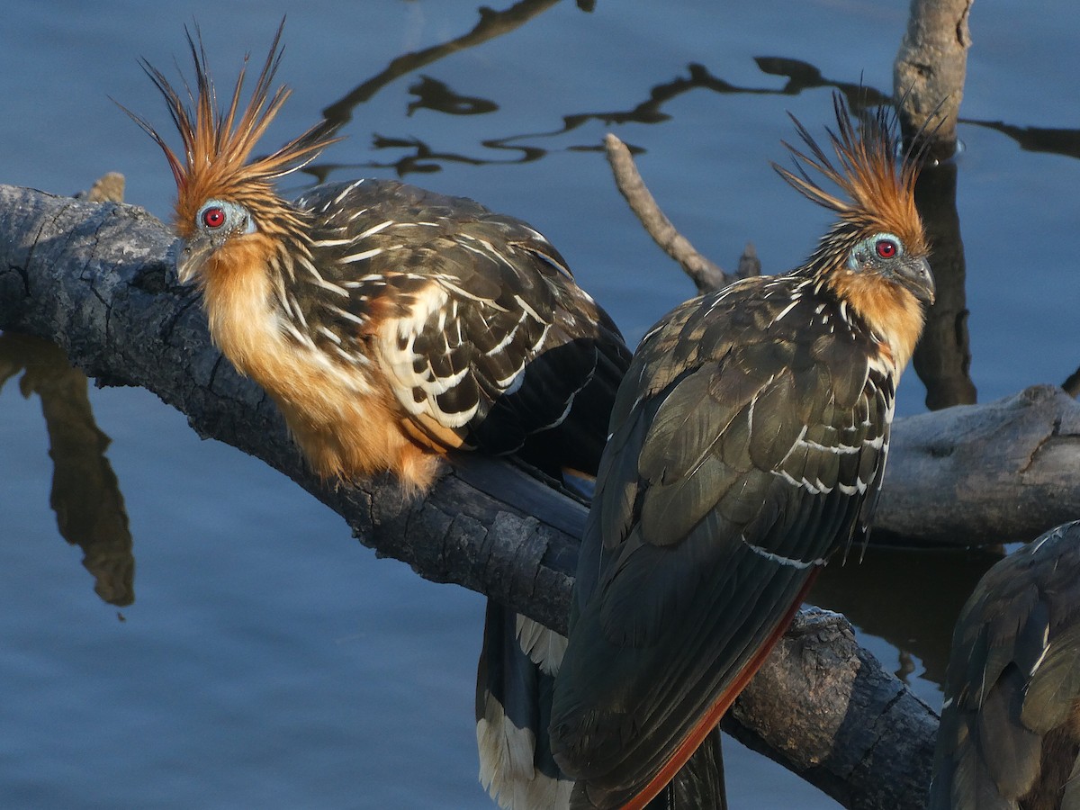 ツメバケイ - ML644450170