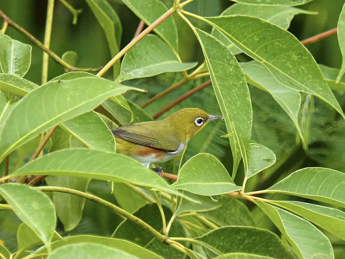 Zostérops à flancs marron - ML644450171