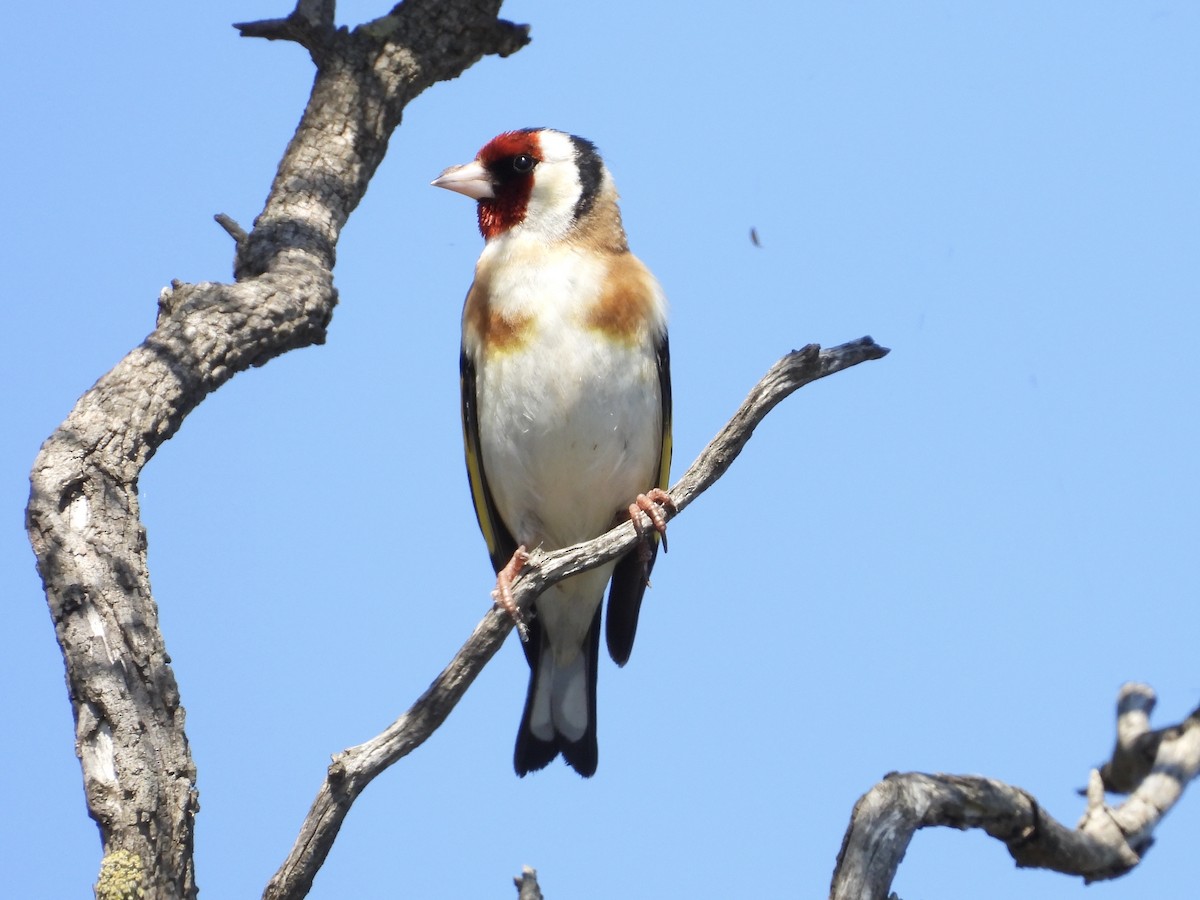 ゴシキヒワ - ML644450172