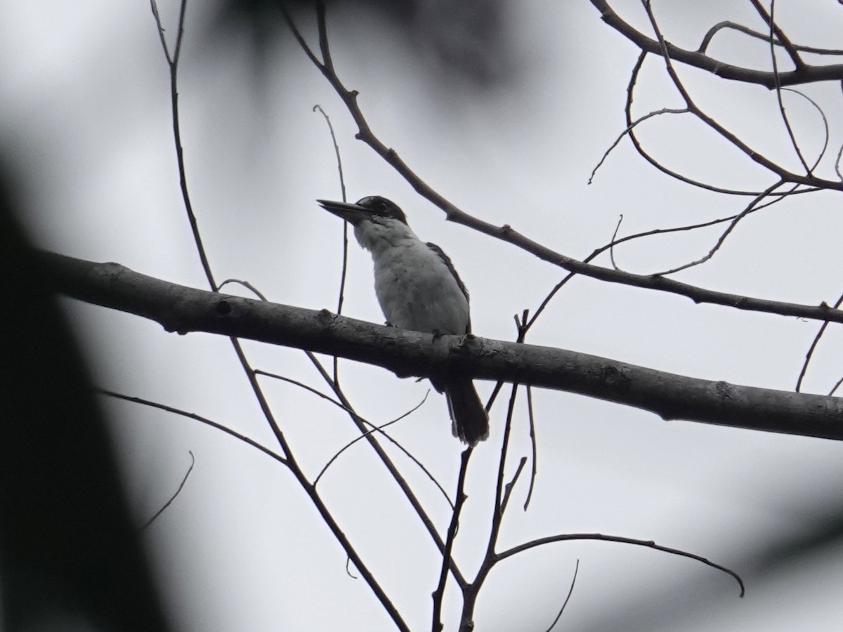 タラウドショウビン - ML644450174