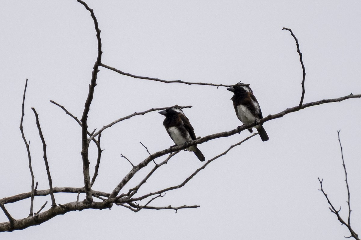 ミミジロゴシキドリ - ML644450175