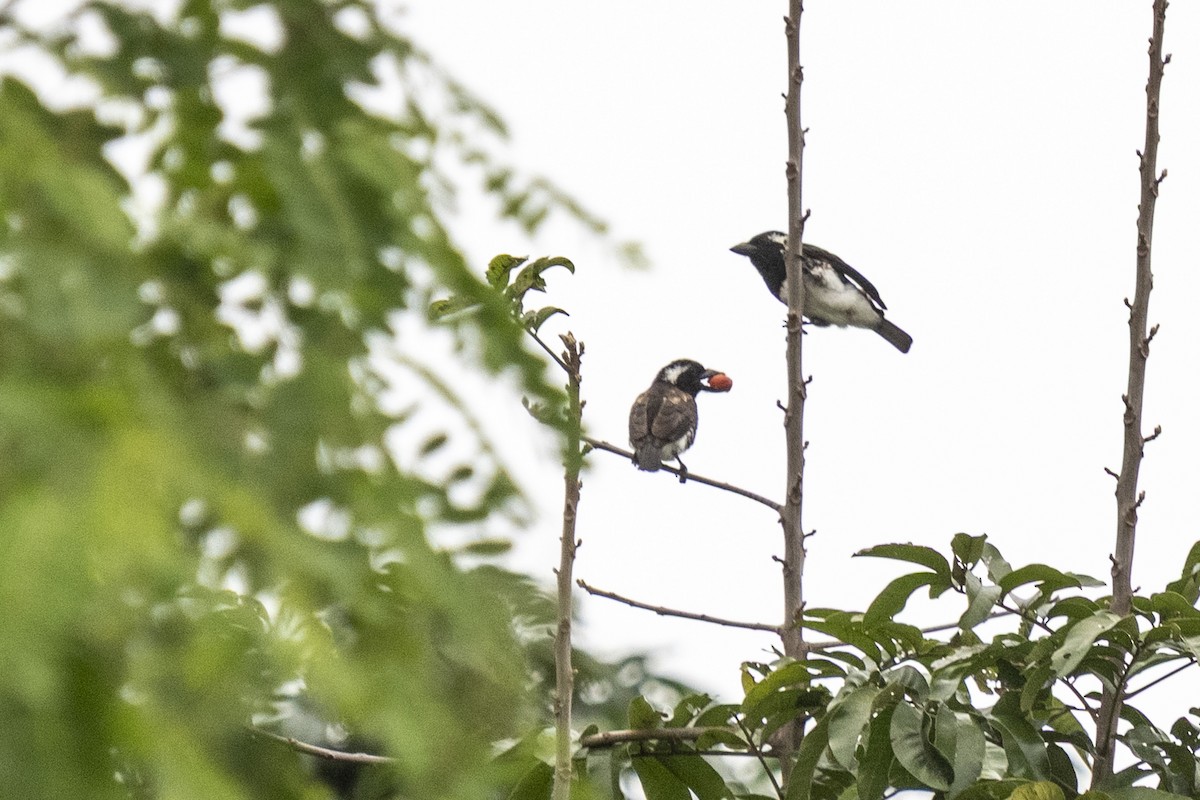 ミミジロゴシキドリ - ML644450176