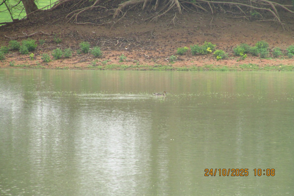 オナガガモ - ML644450180