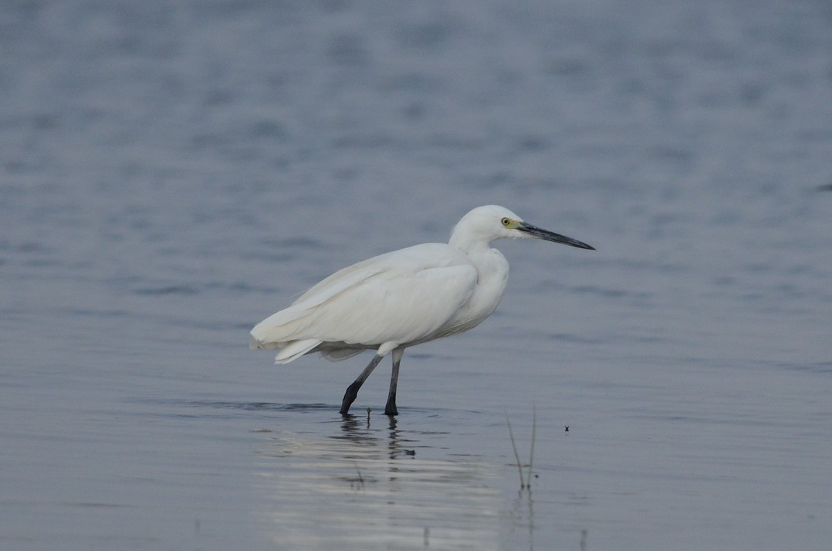 コサギ - ML644450182