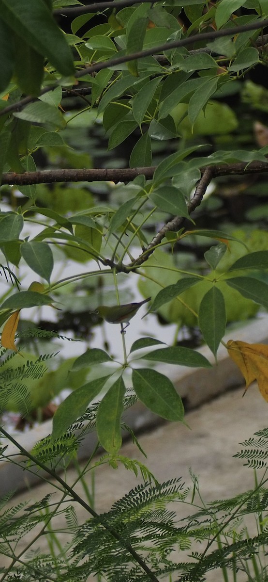 Zostérops à flancs marron - ML644450184