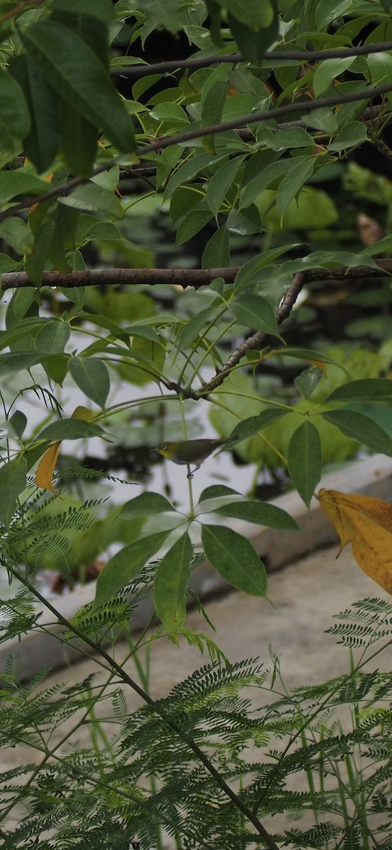 Zostérops à flancs marron - ML644450185