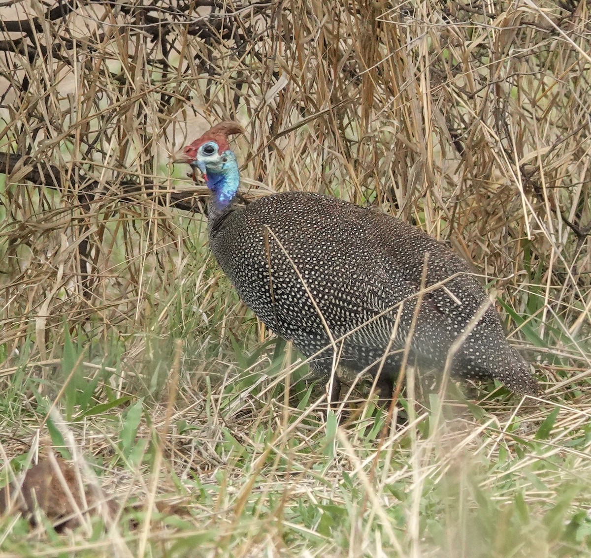 ホロホロチョウ - ML644450186