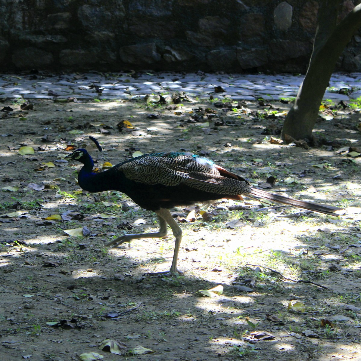 インドクジャク - ML644450187