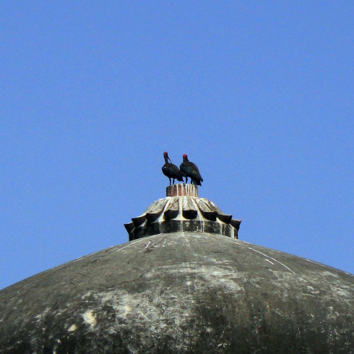 アカアシトキ - ML644450189