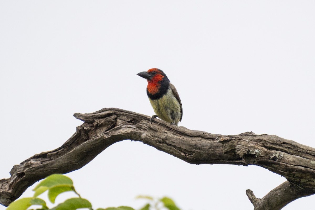 クビワゴシキドリ - ML644450190