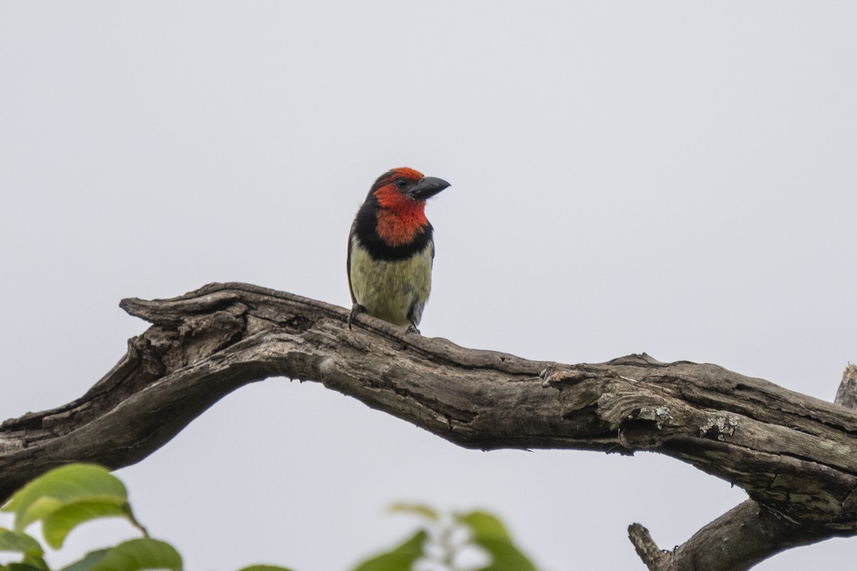 クビワゴシキドリ - ML644450191