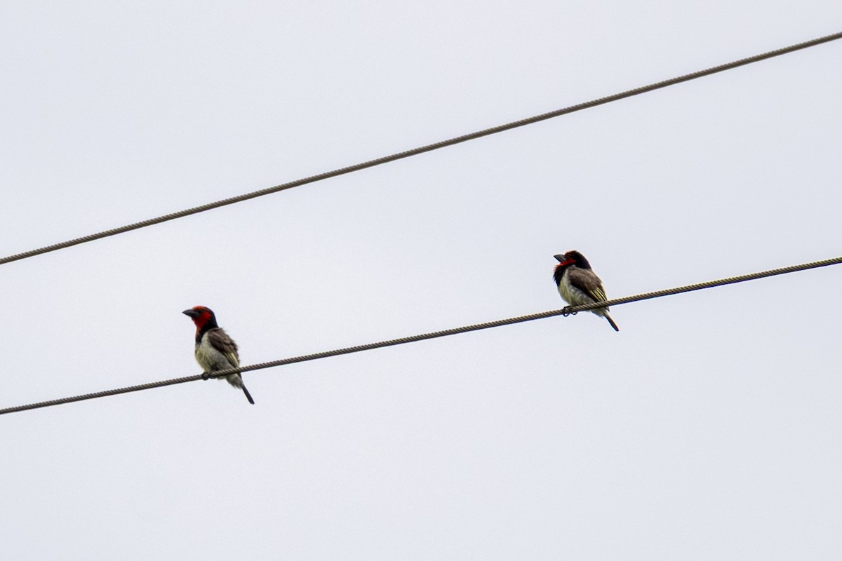 クビワゴシキドリ - ML644450192