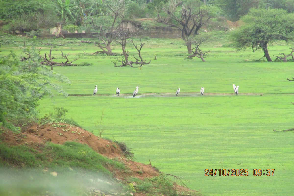 アオサギ - ML644450196