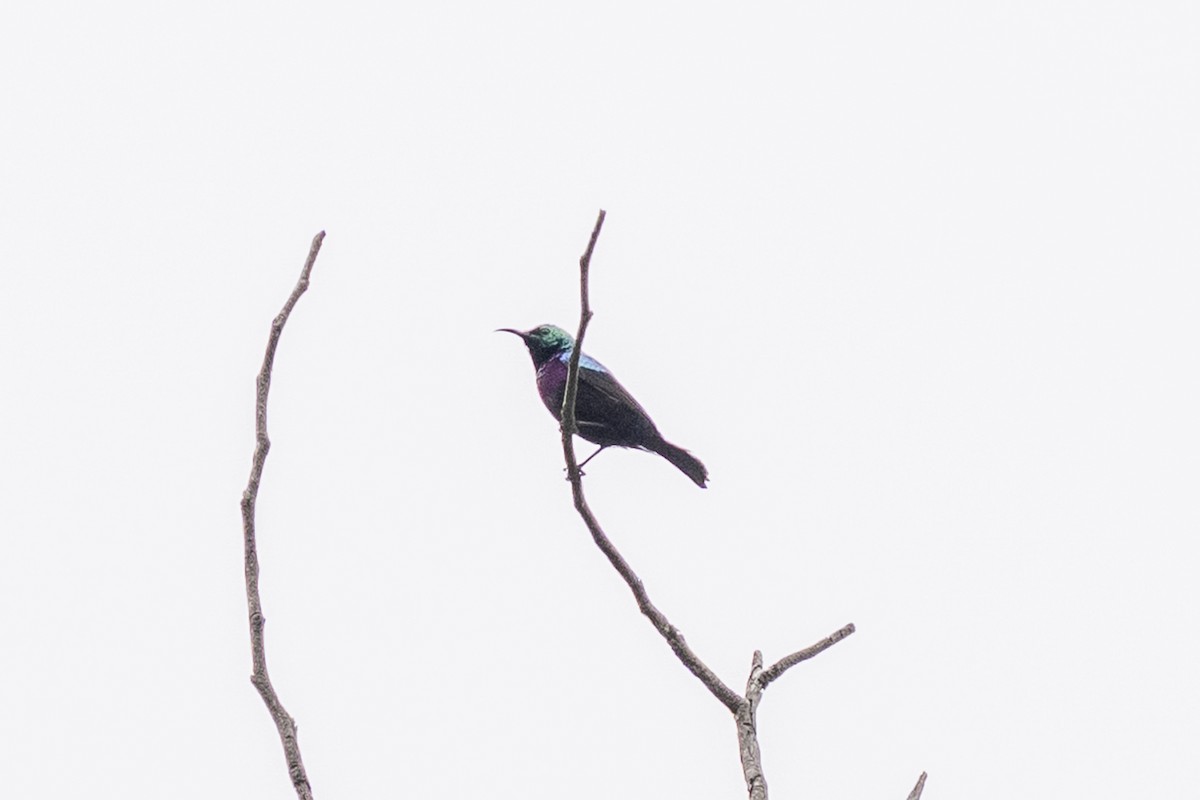 ヒメニシキタイヨウチョウ - ML644450197