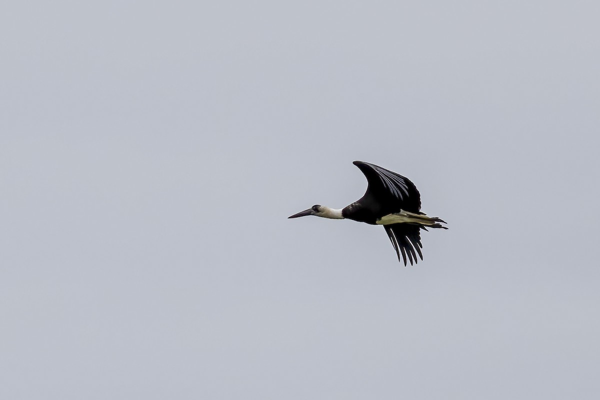 African Woolly-necked Stork - ML644450198